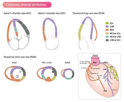 lv segmentation